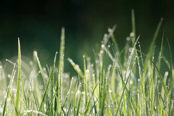 Texture Grass Dew — Stock Photo, Image