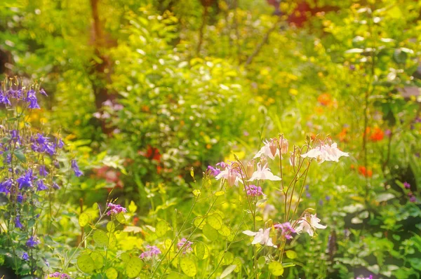 Pradera Flores Silvestres Principios Del Verano —  Fotos de Stock