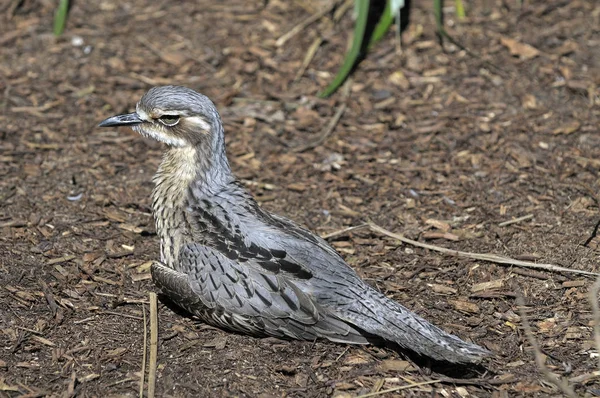 Pintoresco Disparo Aves Escena Exterior — Foto de Stock