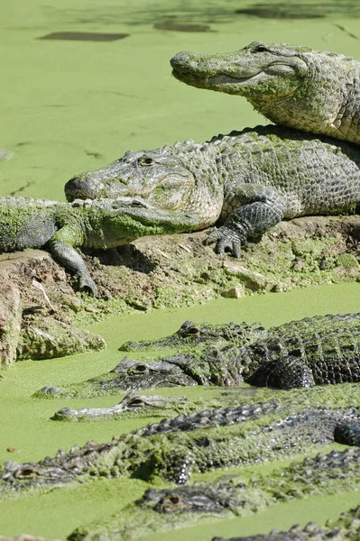 Crocodilos Jacaré Vida Selvagem Predador Réptil Perigoso — Fotografia de Stock