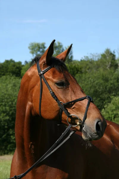 Bonito Cavalo Selvagem Natureza — Fotografia de Stock