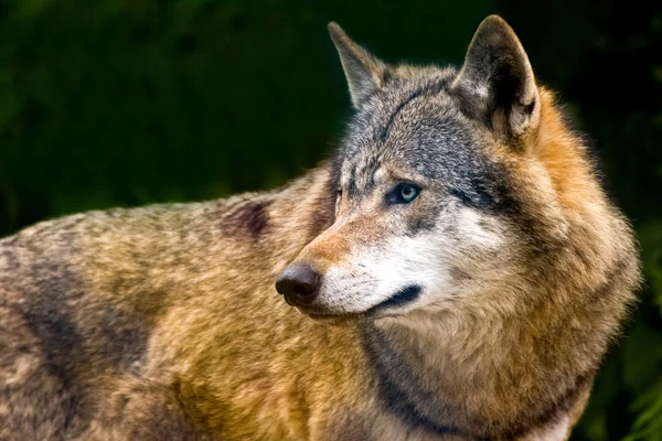 Visão Cênica Lobo Selvagem Natureza — Fotografia de Stock