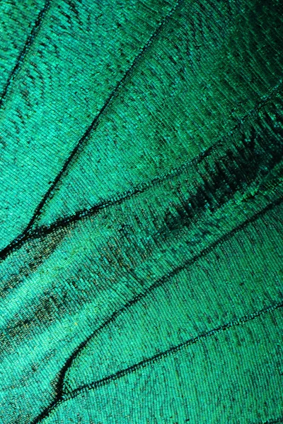 Texture of butterfly wing (blue morpho)