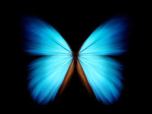 Blue Morpho Zoomed Wallpaper Background Copy Space — Stock Photo, Image