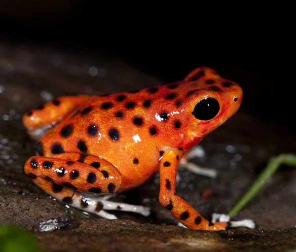 Rana Animal Estanque Anfibios — Foto de Stock