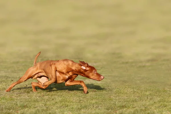 Hungarian Vizsla Brown Dog — Stock Photo, Image