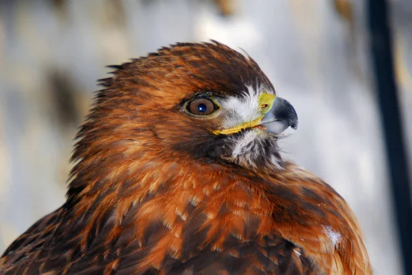 Picturesque Bird Theme Shot — Stock Photo, Image