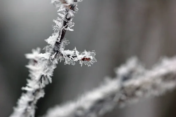 Frozen Branch Close — Stock Photo, Image