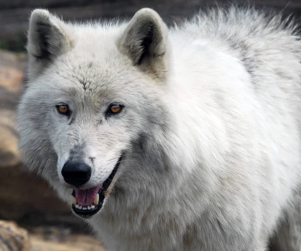 Schilderachtig Uitzicht Wilde Wolf Natuur — Stockfoto