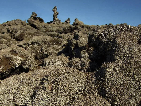 Iceland Madura Sobre Roca Lava — Foto de Stock