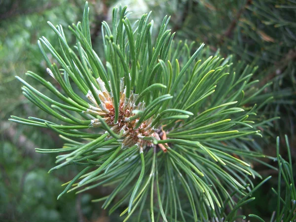 Πεύκο Του Βουνού Pinus Mugo — Φωτογραφία Αρχείου