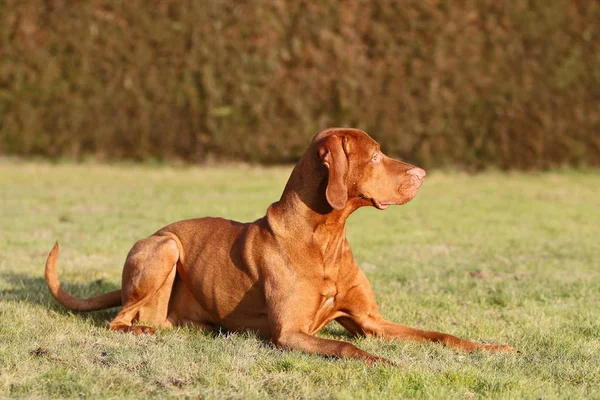 Hongaarse Vizsla Bruine Hond — Stockfoto