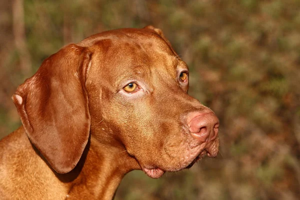 Hungarian Vizsla Brown Dog — Stock Photo, Image