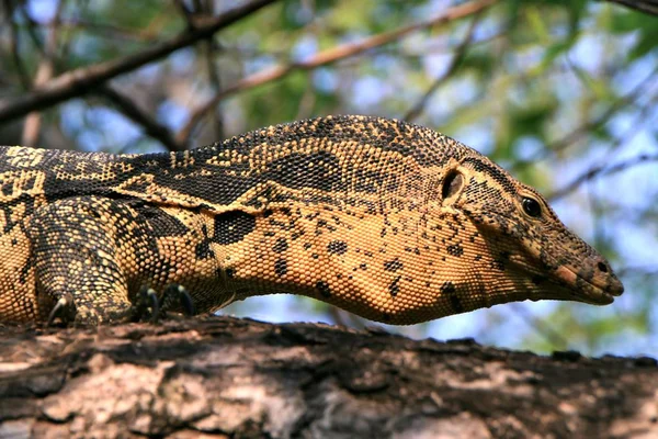 Réptil Lagarto Dragão Komodo — Fotografia de Stock