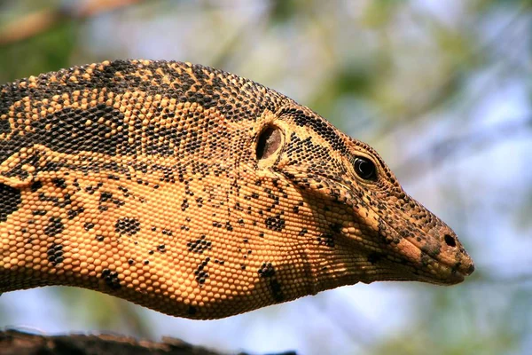 Exotiska Djur Ödla Reptil — Stockfoto