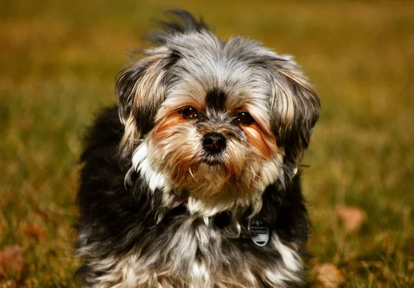 Şirin Bir Köpeğin Portresi — Stok fotoğraf