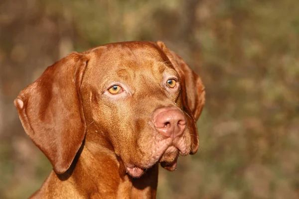 Hungarian Vizsla Brown Dog — Stock Photo, Image