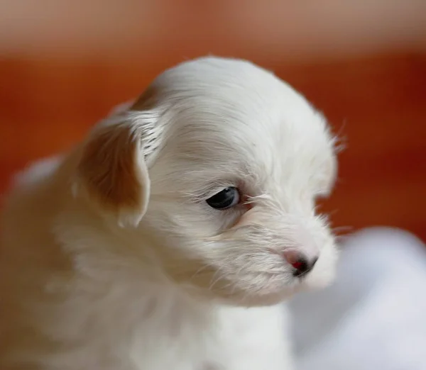 Porträt Eines Süßen Hundes — Stockfoto