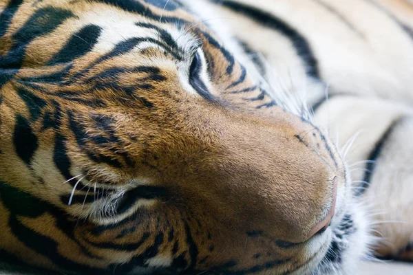 Predador Wildcat Animal Tigre Listrado — Fotografia de Stock