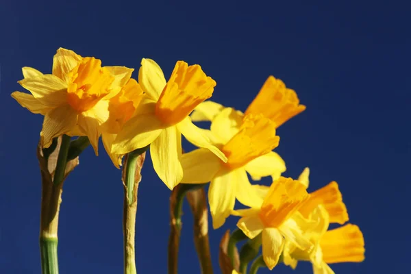 Güzel Bahar Çiçeği Nergis Narcissus — Stok fotoğraf