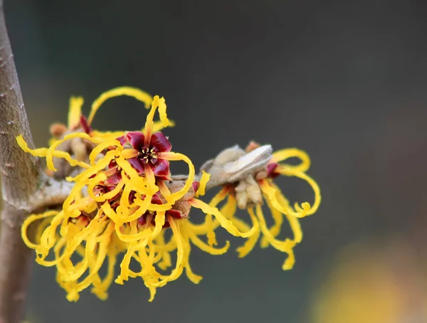 Vacker Botanisk Skott Naturlig Vägg — Stockfoto