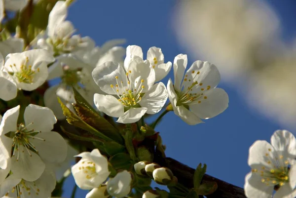 Belles Fleurs Fond Concept Floral — Photo