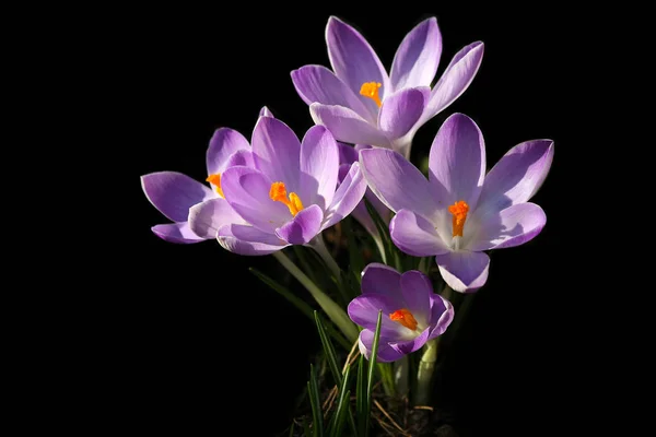 První Jarní Květiny Krokus — Stock fotografie