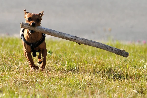 Potret Anjing Yang Lucu — Stok Foto