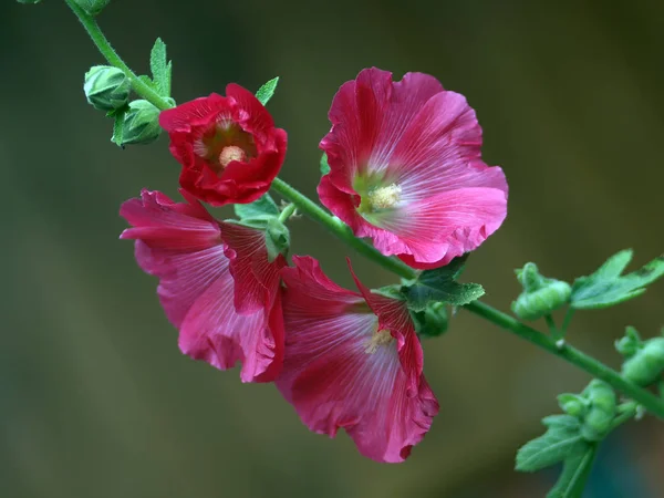 美しい植物画 自然壁紙 — ストック写真