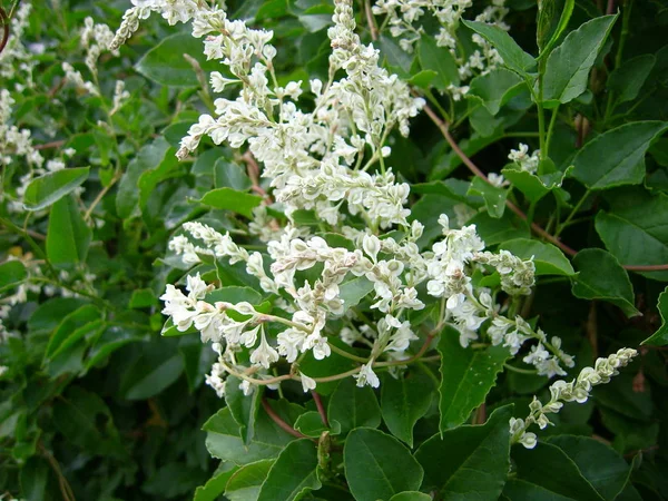 Las Flores Blancas Del Arbusto Del Manzano Que Florece — Foto de Stock