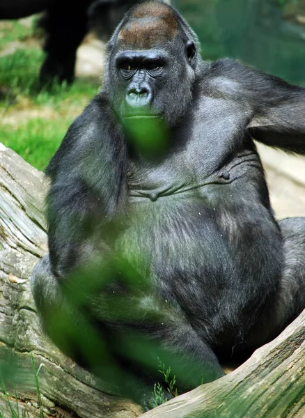 Primatentier Gorilla Affe Affe — Stockfoto