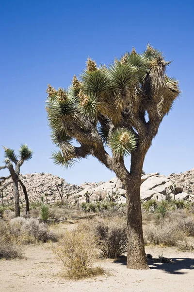 Joshua Arbre Parc National — Photo