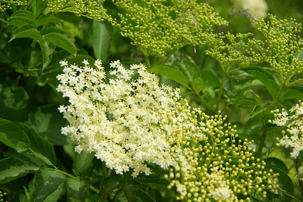 Weißer Holunder Botanische Pflanze — Stockfoto