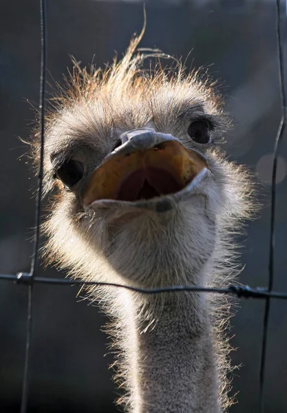 Wil Hier Weg — Stockfoto