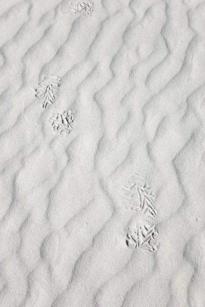 White Sands National Monument 발자국 — 스톡 사진