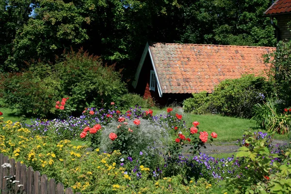 Bellissimi Fiori Giardino — Foto Stock