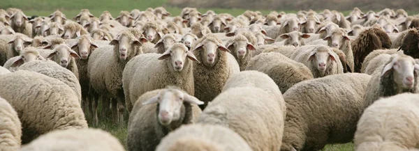 Landschaftlicher Blick Auf Die Landwirtschaft Selektiver Fokus — Stockfoto