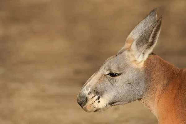 Carino Canguro Animale Mammifero Australiano — Foto Stock