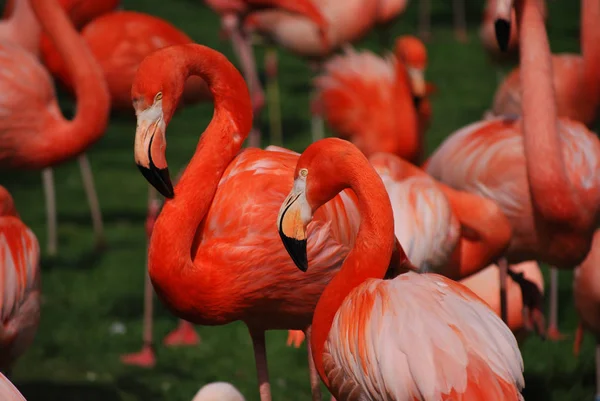 Schilderachtig Uitzicht Majestueuze Flamingo Natuur — Stockfoto