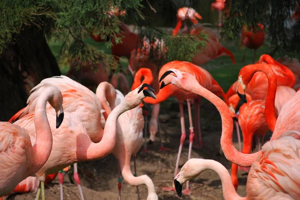 Festői Kilátás Fenséges Flamingók Természetben — Stock Fotó