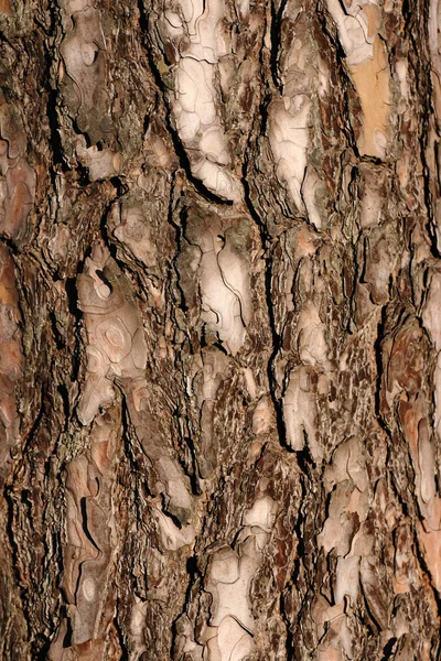 나무껍질 자연의 — 스톡 사진