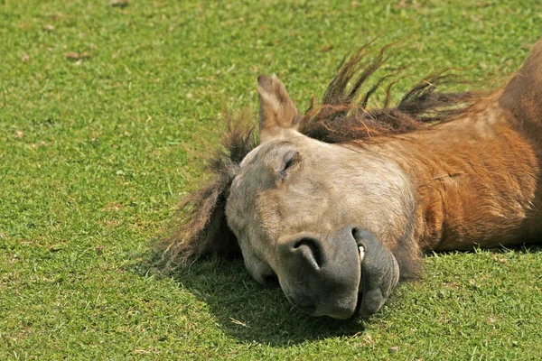 Pony Young Sleeping Horse — Stock Photo, Image