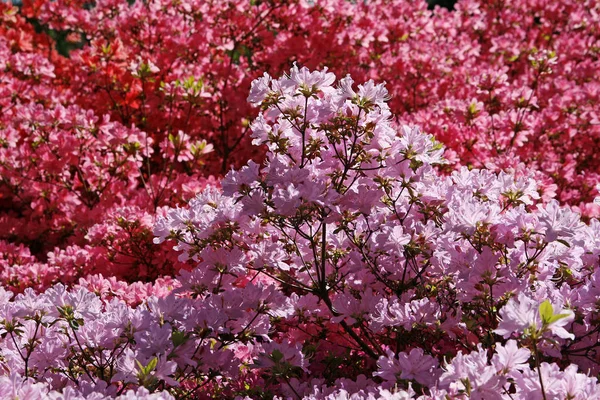 Rhododendron Hybrid Japanese Azalea — 스톡 사진