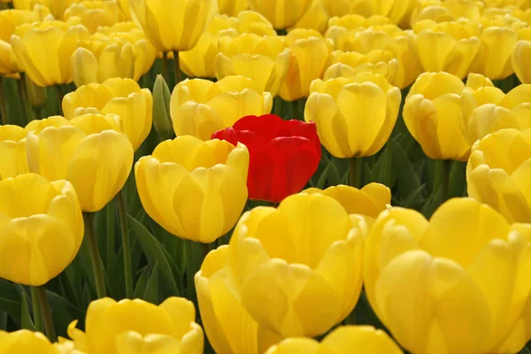 Darwin Tulip Golden Parade — kuvapankkivalokuva
