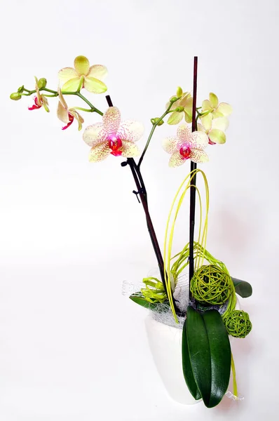 Pétalas Flor Orquídea Beleza Flora — Fotografia de Stock