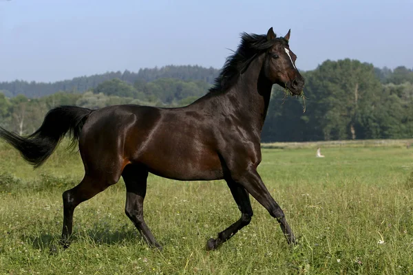 Paardenhengst Wild Dier Natuur — Stockfoto