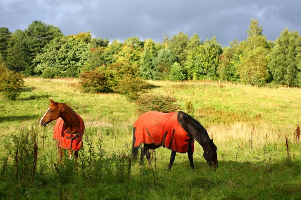 Pferde Roten Mänteln Einem Sonnigen Septembertag — Stockfoto