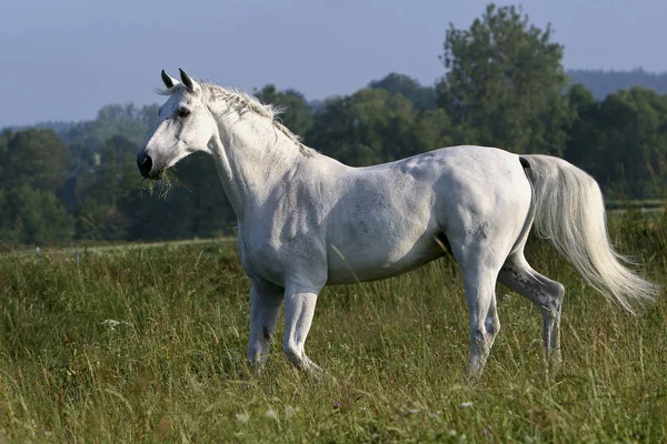 Animais Cavalo Puro Campo — Fotografia de Stock