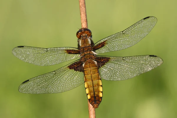 Naturkäfer Mit Flügeln Naturinsekt — Stockfoto