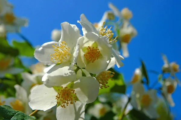 வசந மலர மரம — ஸ்டாக் புகைப்படம்